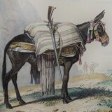 Original Zoological Plate " Mulet " - Buffon 1840