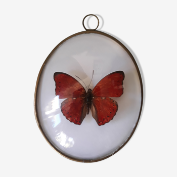 Naturalized red butterfly framed in a bulging oval frame