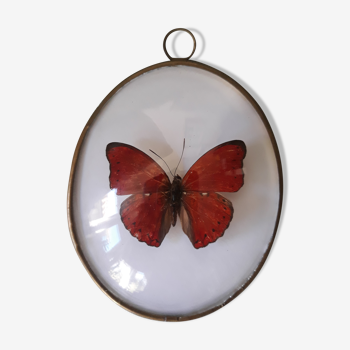Papillon rouge naturalisé encadré dans un cadre ovale bombé