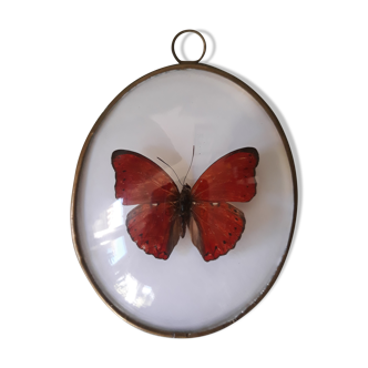 Papillon rouge naturalisé encadré dans un cadre ovale bombé