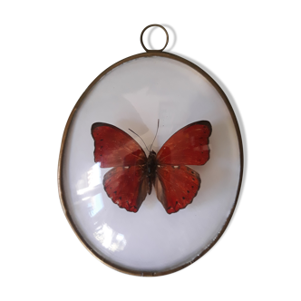 Naturalized red butterfly framed in a bulging oval frame