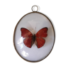 Naturalized red butterfly framed in a bulging oval frame