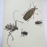 Antique plate - Acrocine beetle - Insect illustration 1970 Rosenhof