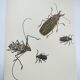 Planche ancienne -Coléoptère Acrocine- Illustration insecte 1970 Rosenhof