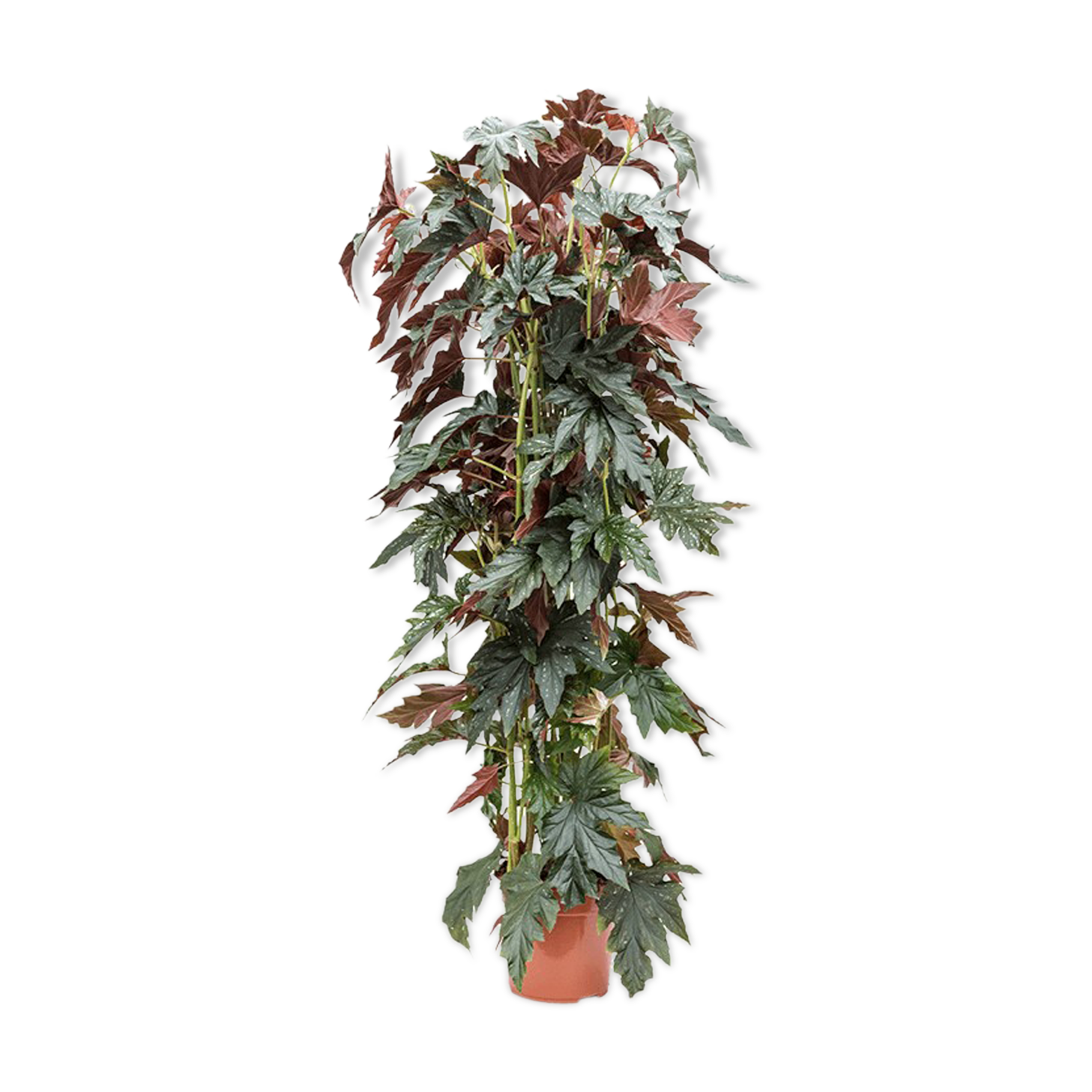 PRODUCT CORNER BHV: Begonia maculata wild romance