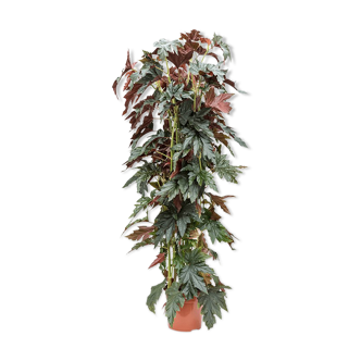 PRODUIT CORNER BHV : Begonia maculata wild romance