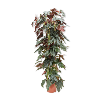 PRODUCT CORNER BHV: Begonia maculata wild romance
