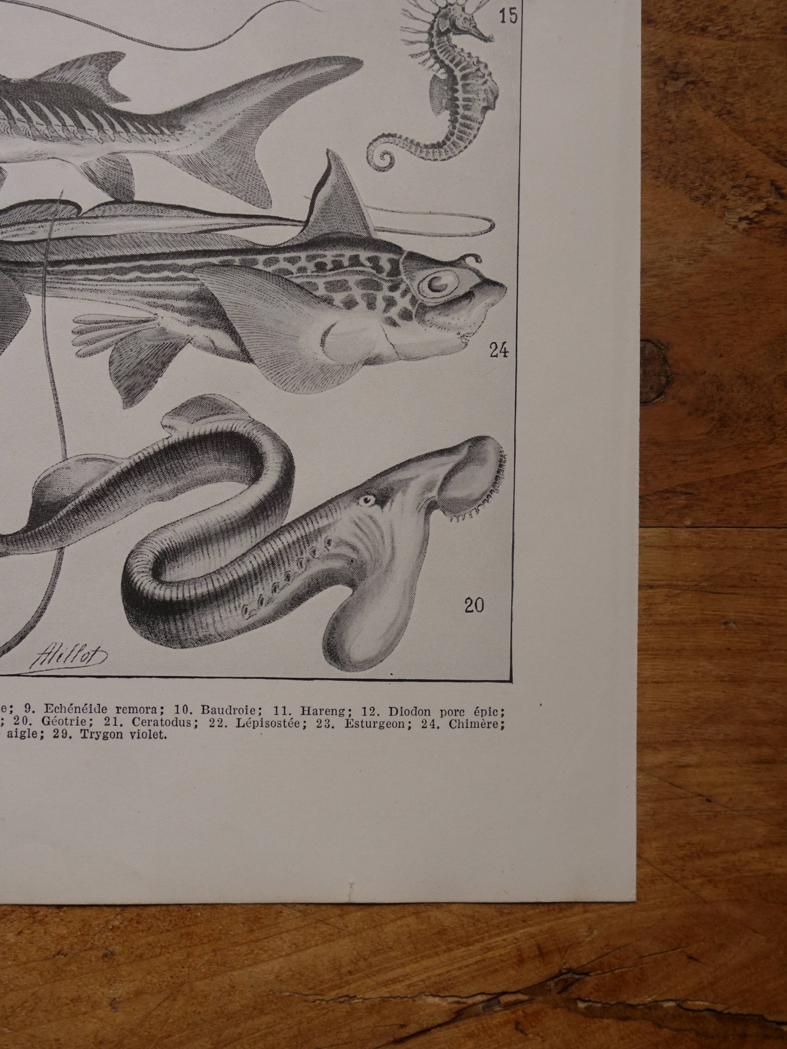 Original lithograph on fish
