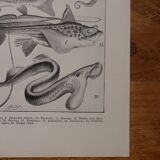 Original lithograph on fish