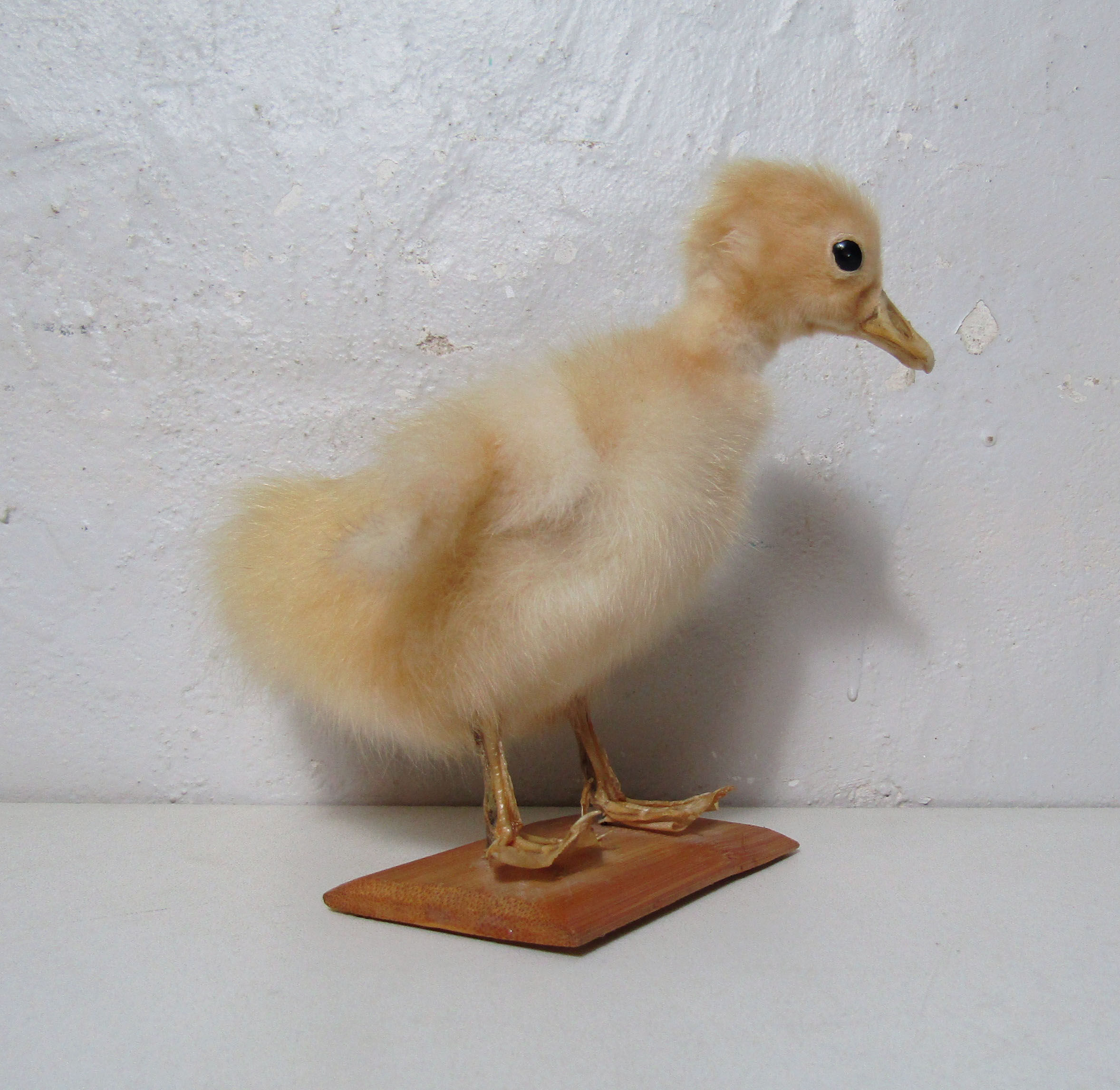 Taxidermy duckling