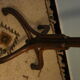 Thonet parrot coat holder