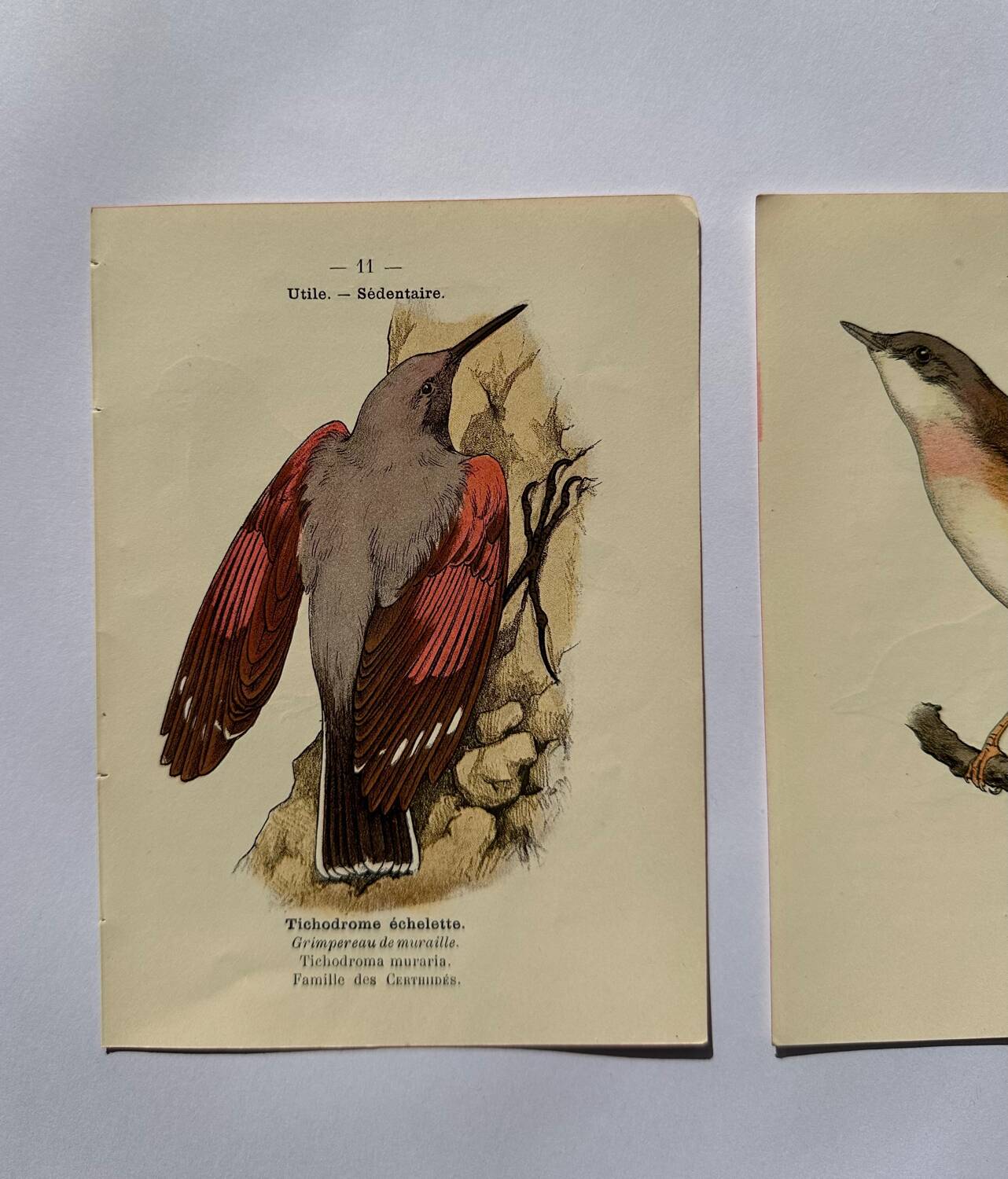 Lot 3 Botanical engravings birds double-sided naturalist board Etching