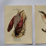 Lot 3 Botanical engravings birds double-sided naturalist board Etching