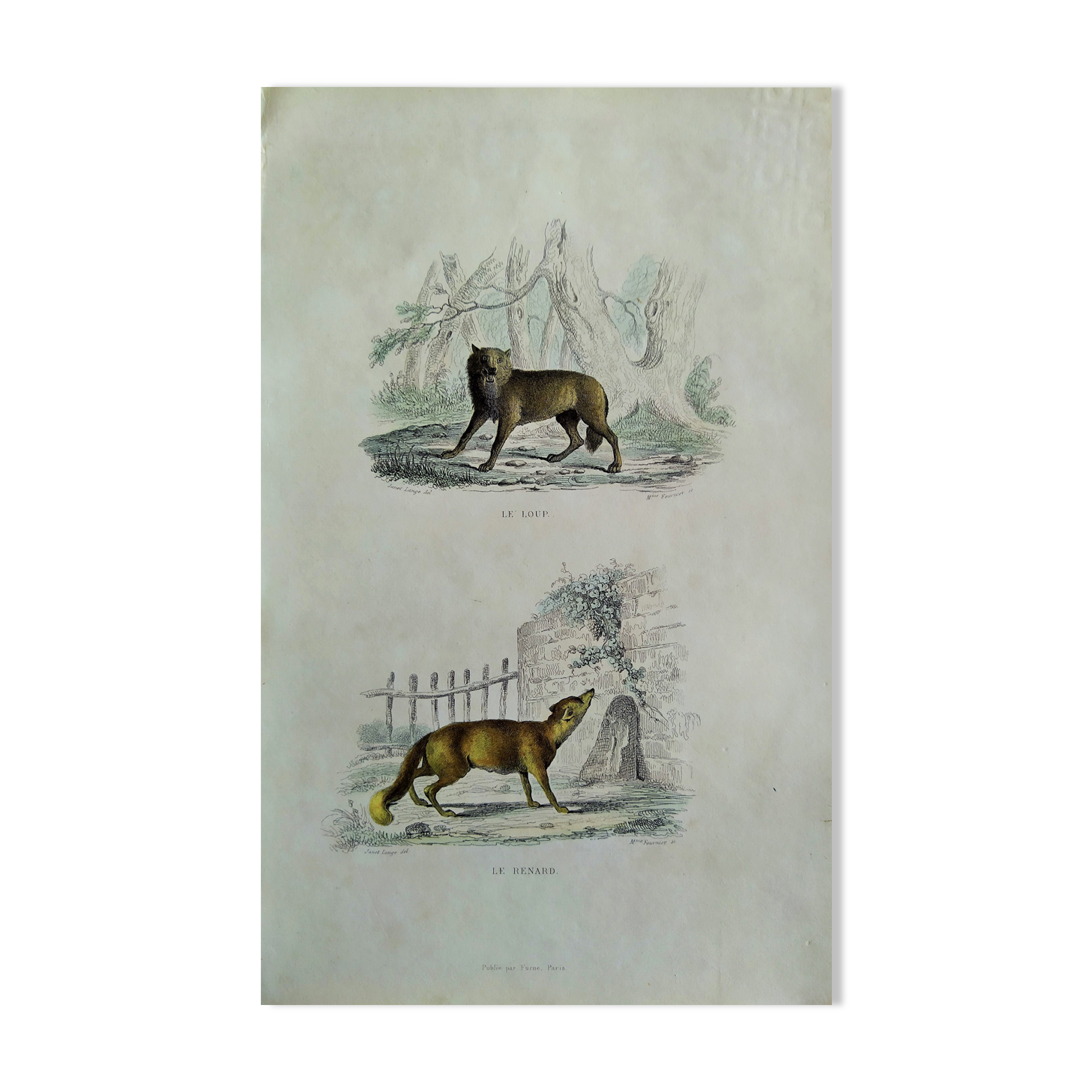 Planche zoologique originale " Loup - Renard " Buffon 1840