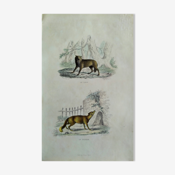 Planche zoologique originale " Loup - Renard " Buffon 1840