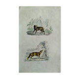 Planche zoologique originale " Loup - Renard " Buffon 1840