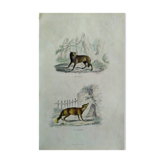 Planche zoologique originale " Loup - Renard " Buffon 1840