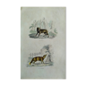 Planche zoologique originale " Loup - Renard " Buffon 1840