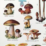 Mushroom poster, based on a 1920 lithograph