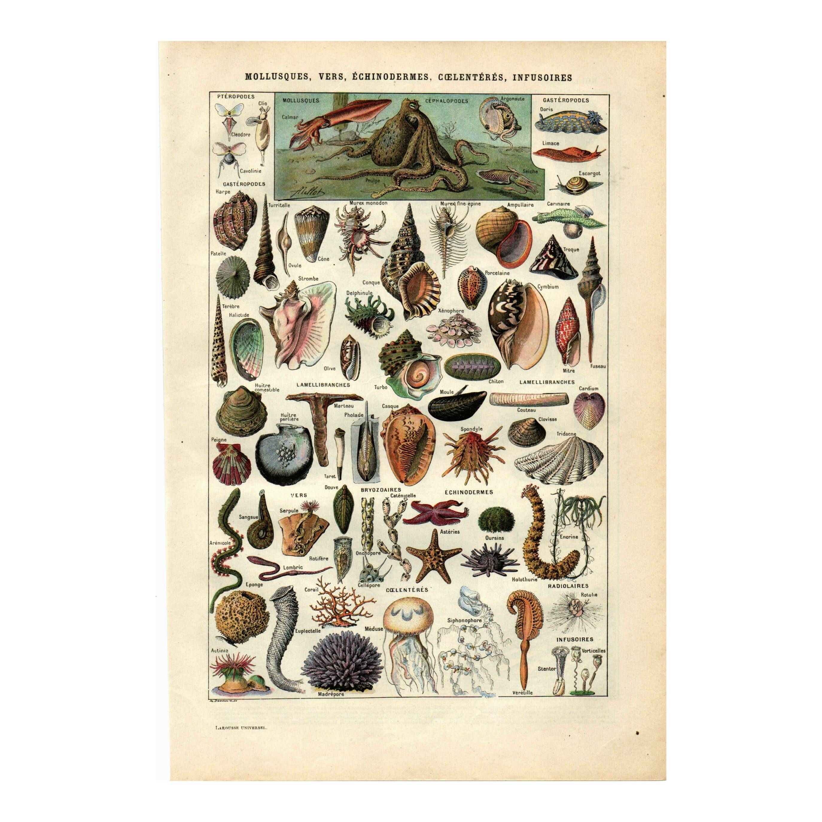 Old engraving - 1923 - Molluscs, marine animals. Vintage lithograph.