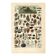 Old engraving - 1923 - Molluscs, marine animals. Vintage lithograph.