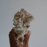 Corail sur socle