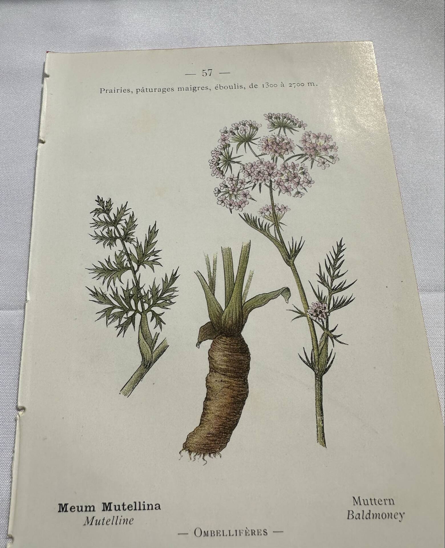 Old botanical plate 1800 France flower and plants nature