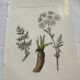 Old botanical plate 1800 France flower and plants nature