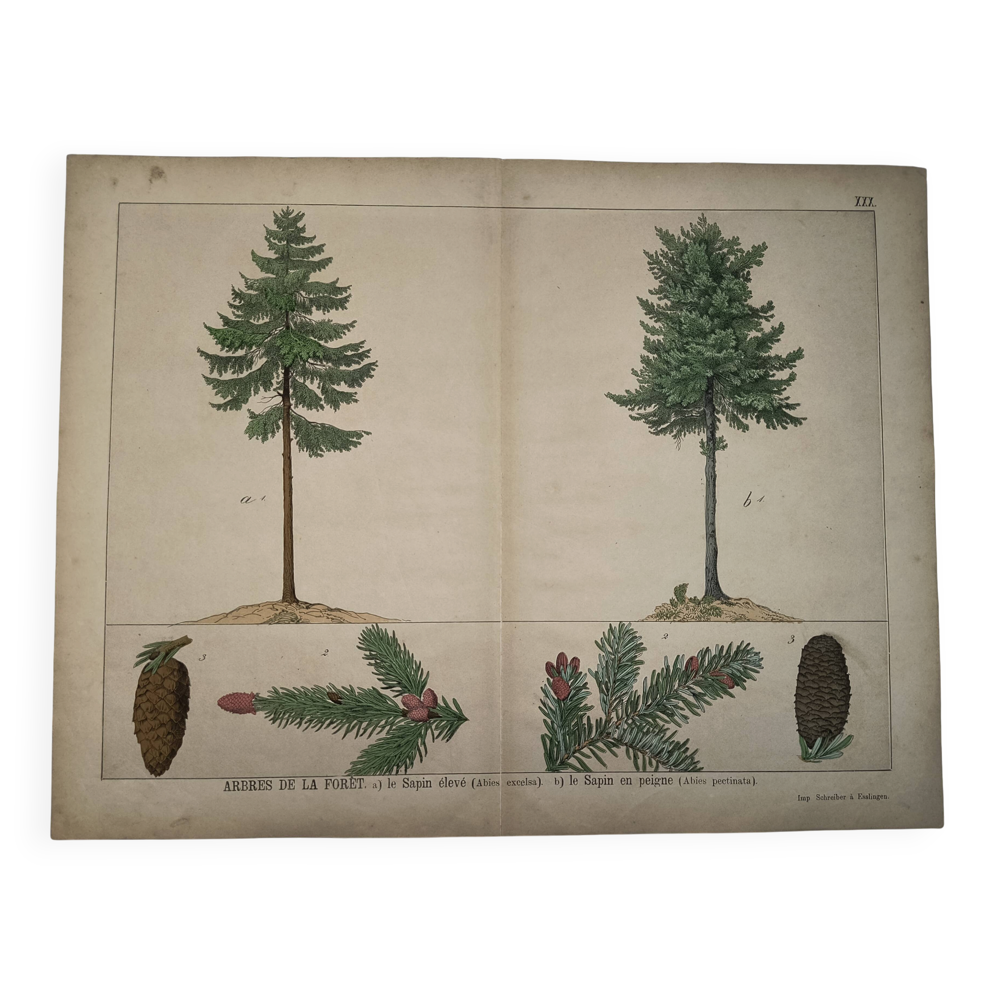 Planche botanique 1870 - Sapins - Gravure ancienne arbre