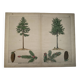 Planche botanique 1870 - Sapins - Gravure ancienne arbre