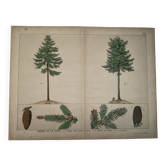 Planche botanique 1870 - Sapins - Gravure ancienne arbre