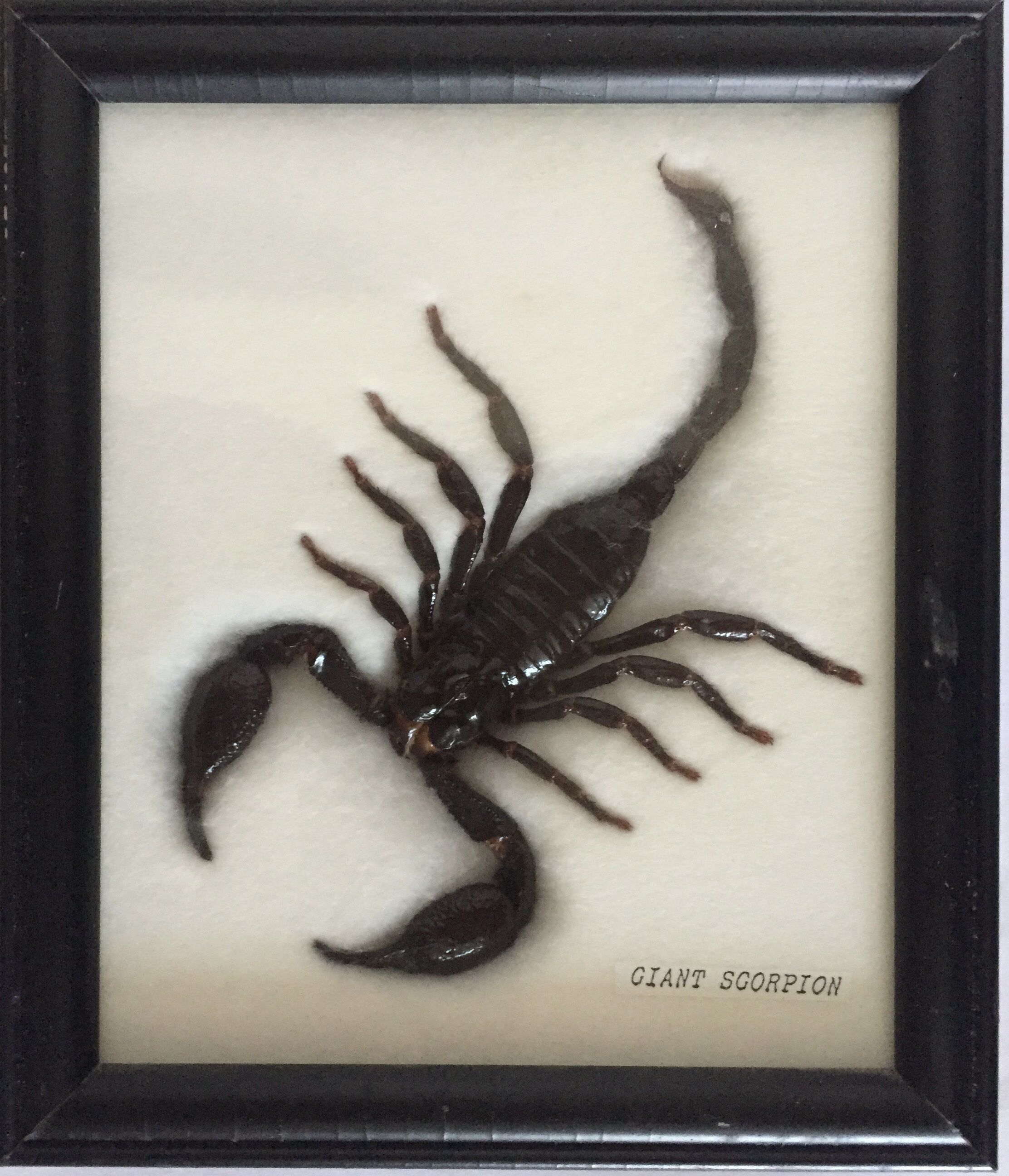 Naturalized Scorpion under glass