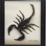 Naturalized Scorpion under glass