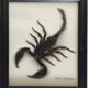 Scorpion naturalisé sous verre