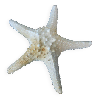 Starfish/diameter 29 cm