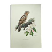 Planche ancienne oiseaux Années 1960 - Torcol - Illustration animal naturel