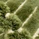 Tapis berbère marocain M'rirt bicolore vert 2,91x2,04m