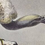 Planche Ornithologique Buffon 1840 "Vautour Fauve & Vautour Royal"