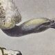 Ornithological Plate Buffon 1840 "Griffon Vulture & Royal Vulture"