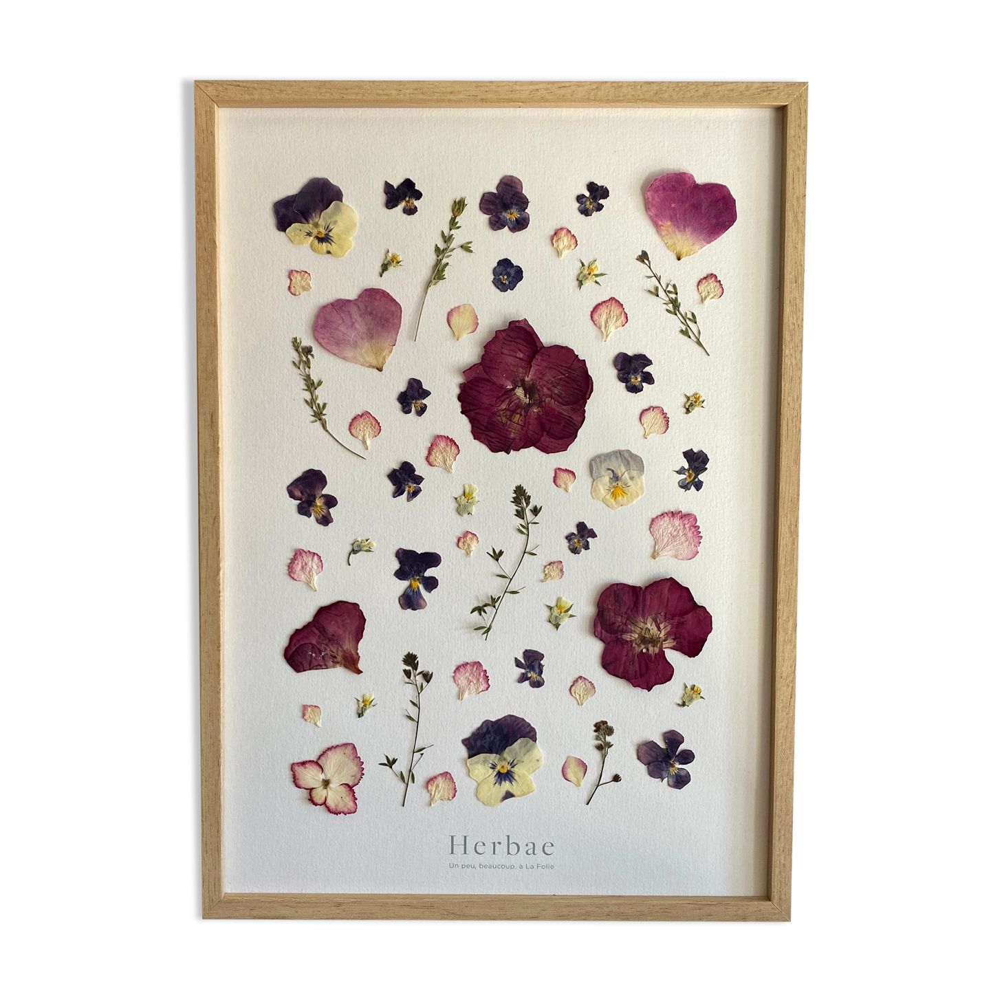 Framed herbarium - Bohemia