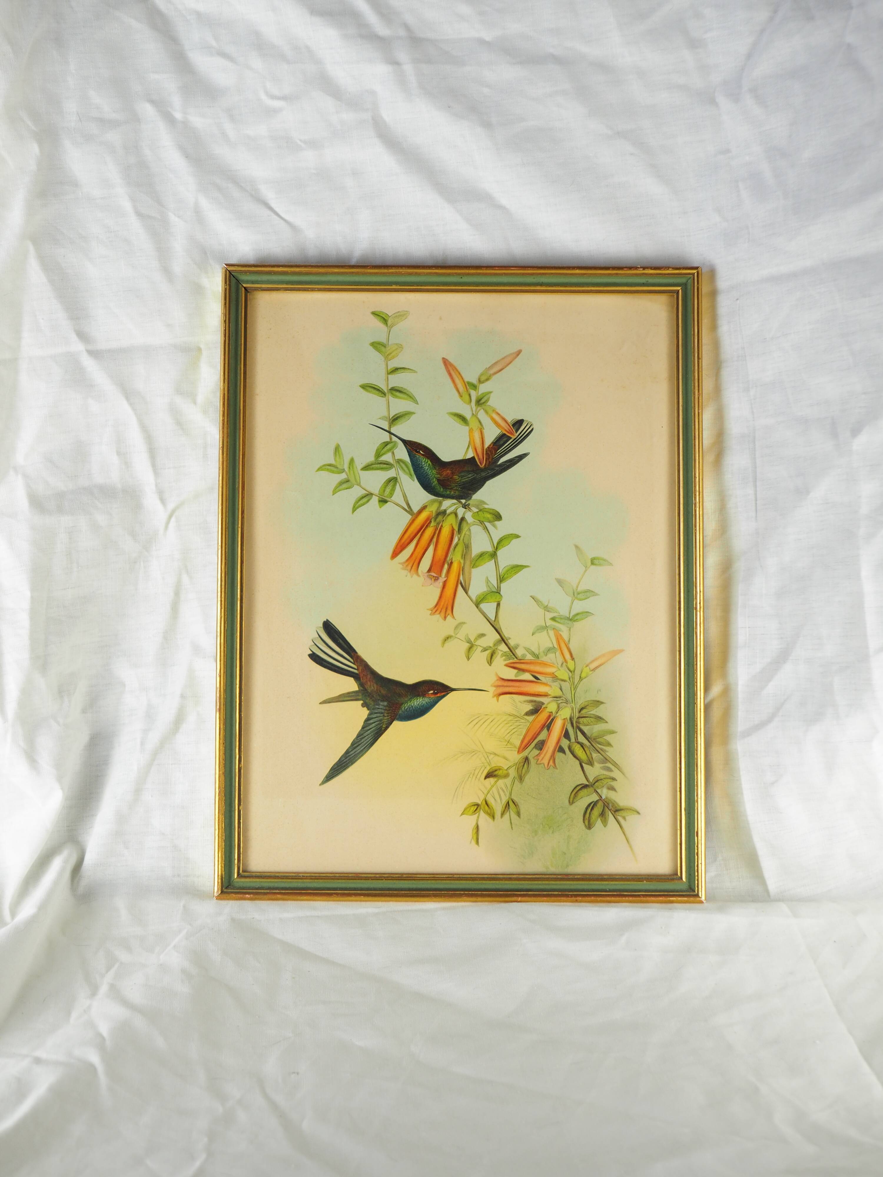 Lithography with Bouguer's Hummingbird foraging (Urochroa bougieri) - J. Gould and H.C. Richter - Mid-XIXth