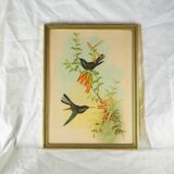 Lithography with Bouguer's Hummingbird foraging (Urochroa bougieri) - J. Gould and H.C. Richter - Mid-XIXth
