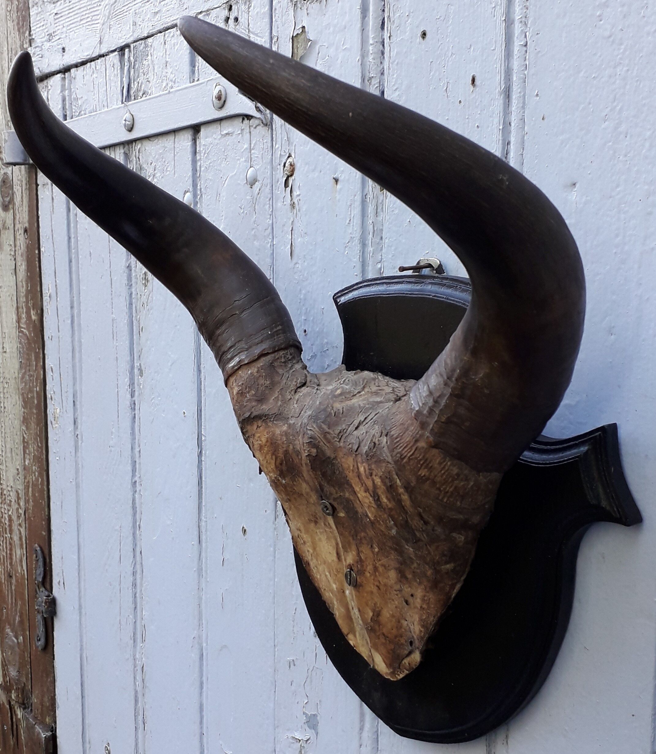 Buffalo massacre trophy