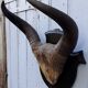 Buffalo massacre trophy