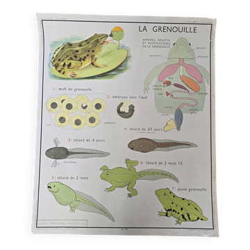 Affiche Pédagogique rossignol