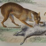 Original zoological plate " wolf & fox " - buffon 1938