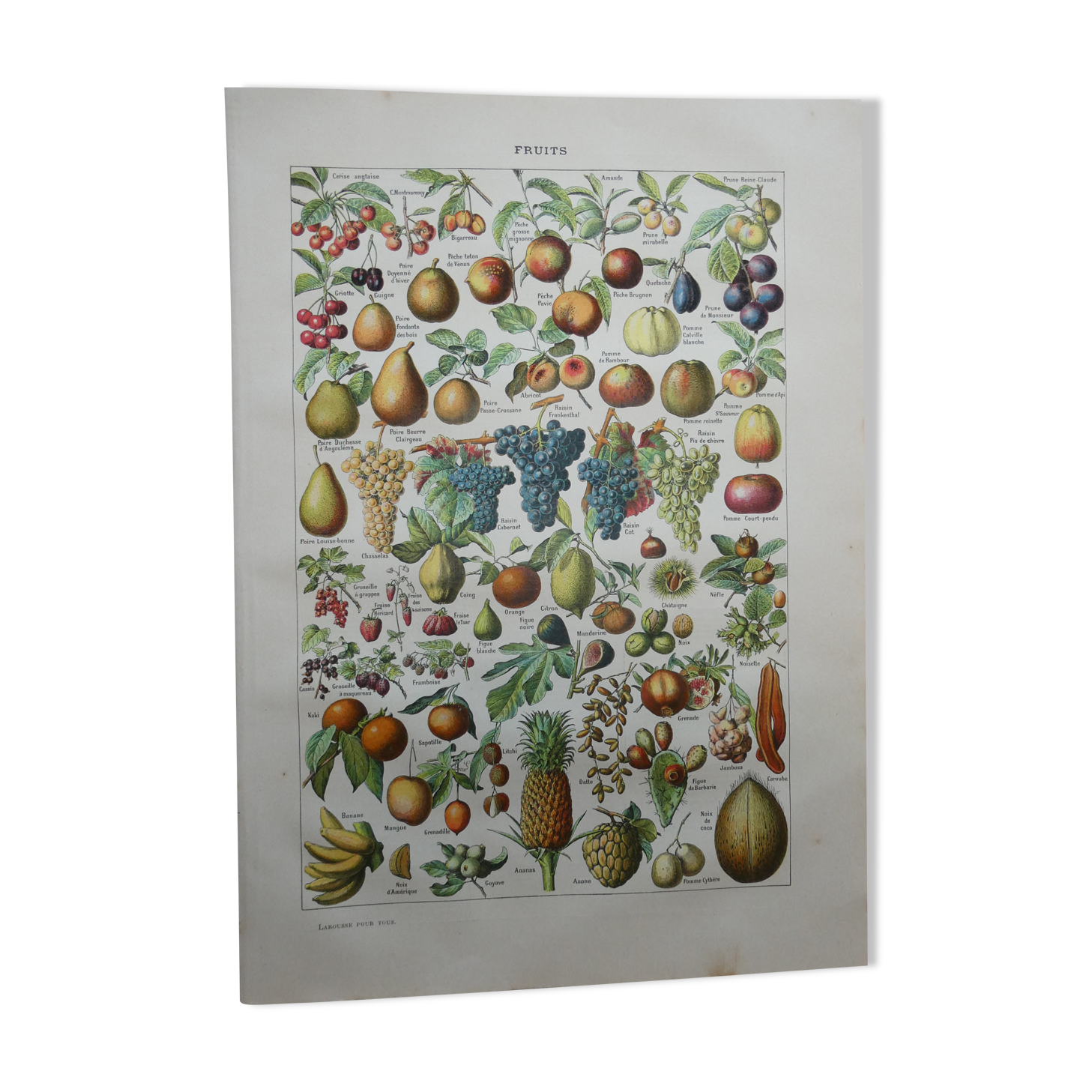 Lithograph, engraving on fruits from 1905