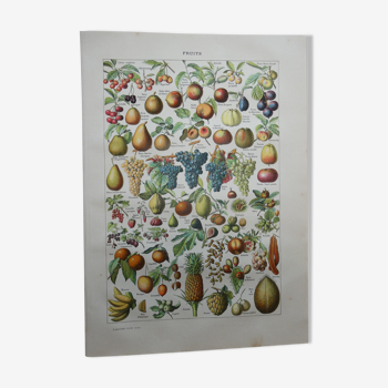 Lithographie gravure sur les fruits de 1905