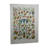Lithograph, engraving on fruits from 1905