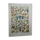 Lithograph, engraving on fruits from 1905